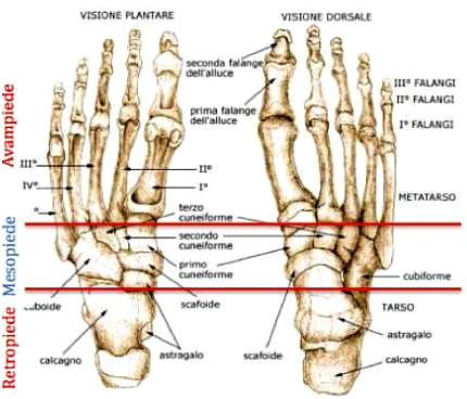 RETROPIEDE, MESOPIEDE e AVAMPIEDE