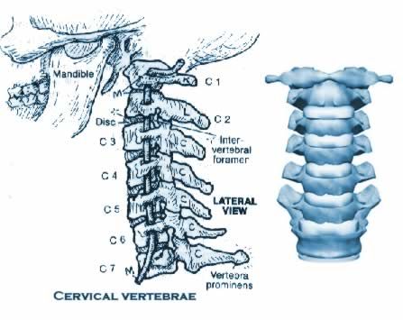 CERVICALE